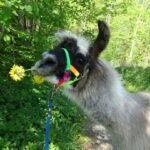 FB_IMG_1749574178163[1]