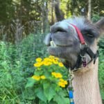 IMG-20250727-WA0002[1]